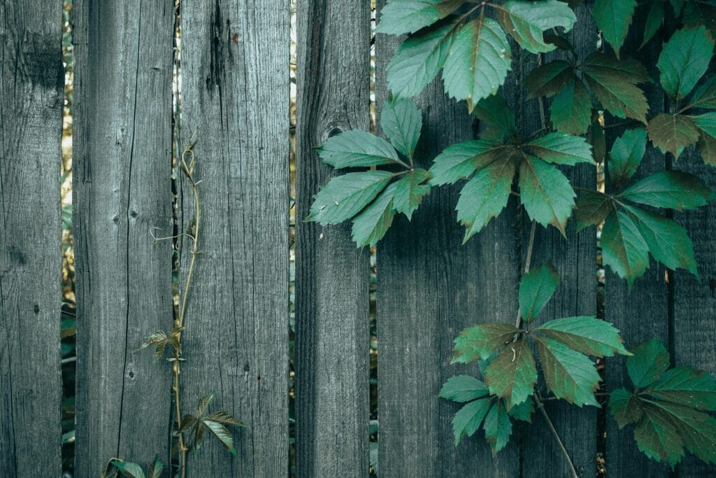 fences